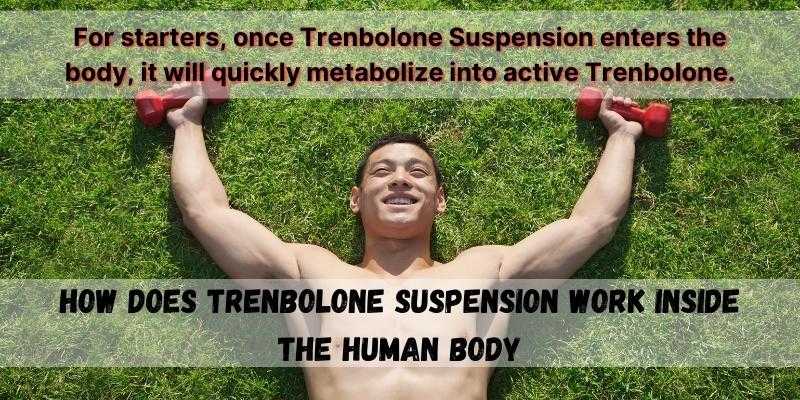 How does Trenbolone Suspension work inside the human body